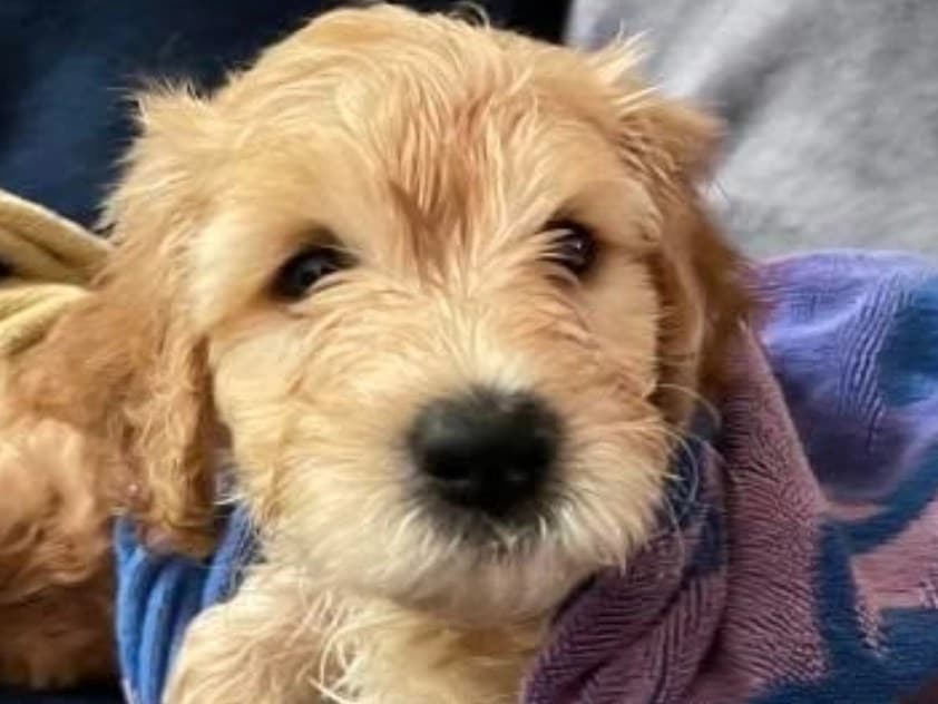 Mini Labradoodle 1 year old male small named Milo for breeding in Bradenton, Florida | Petmeetly