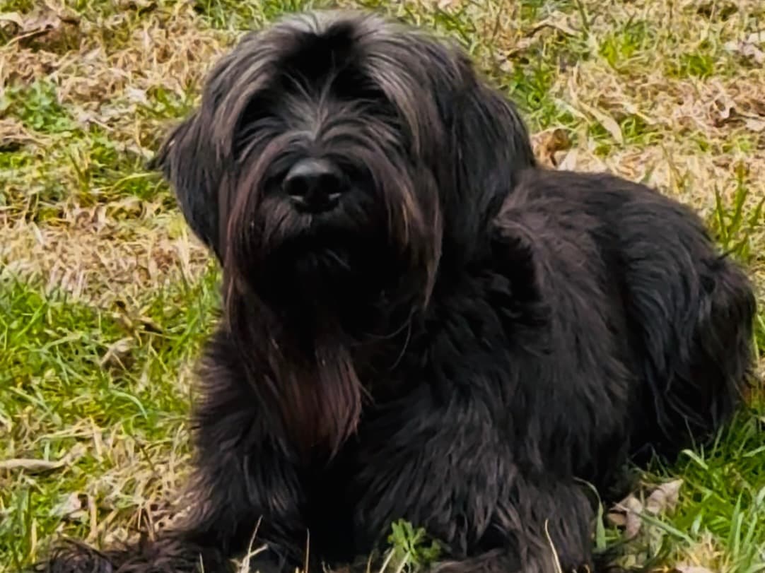 Standard Schnauzer 3 years old female medium named zilla for breeding in Nashville, Tennessee | Petmeetly