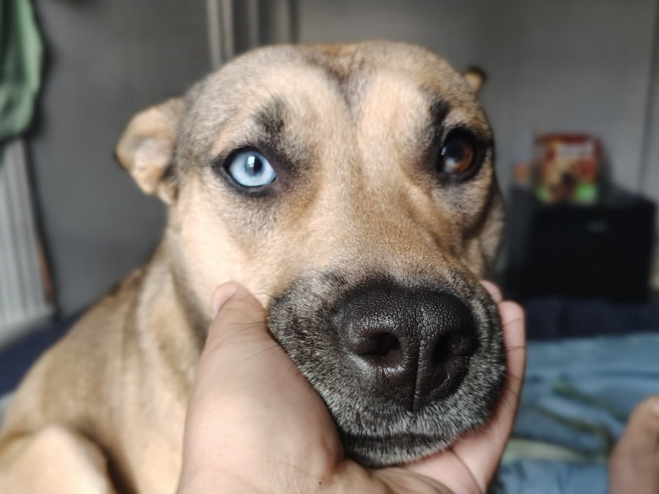 Alaskan Husky 1 year old female large named Rose for breeding in Harrisburg, Pennsylvania | Petmeetly