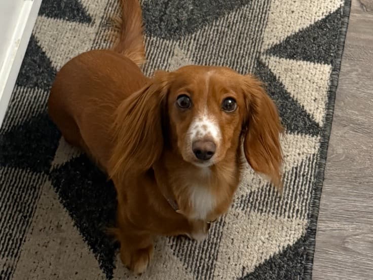 Miniature Dachshund 2 years 10 months old female small named stella for breeding in Pueblo, Colorado | Petmeetly