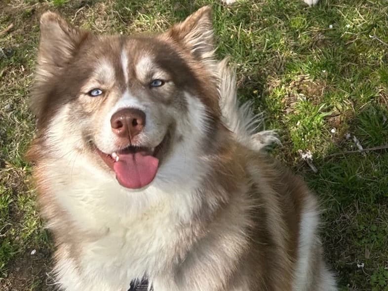 Australian Shepherd 2 years old female medium named Nova for breeding in Apex, North Carolina | Petmeetly