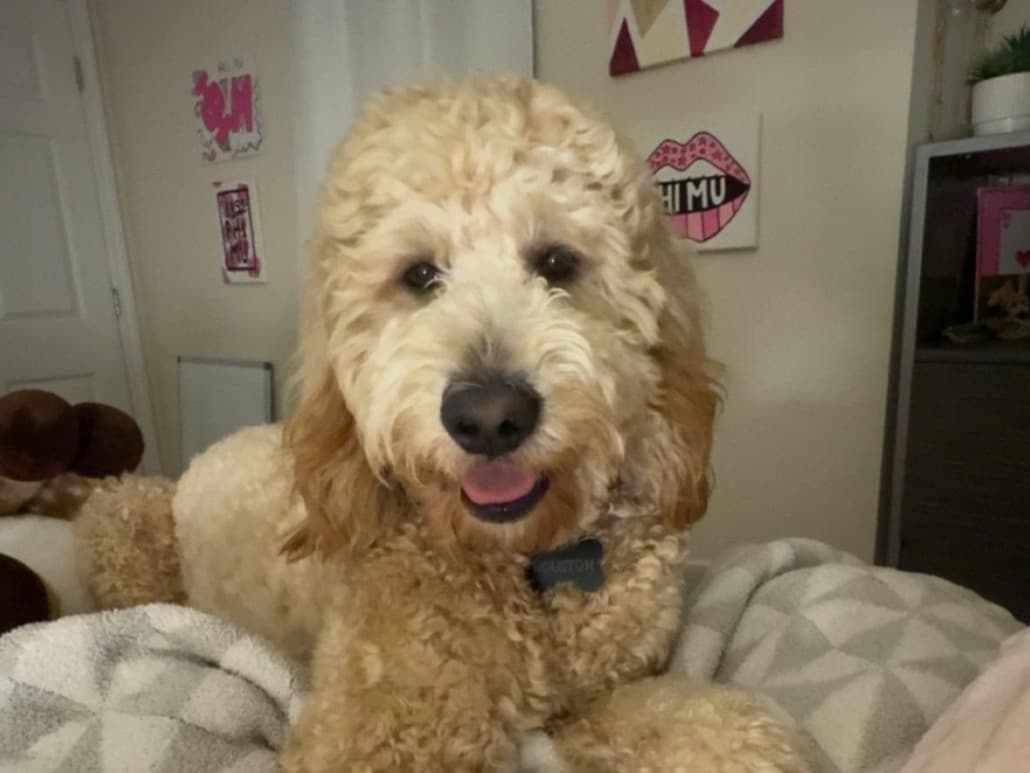 Goldendoodle 1 year 7 months old male medium named Houston for breeding in Jacksonville, Alabama | Petmeetly