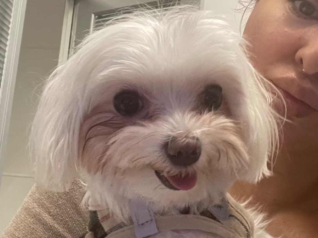 Maltese 3 years 5 months old female small named Luna for breeding in Bal Harbour, Florida | Petmeetly