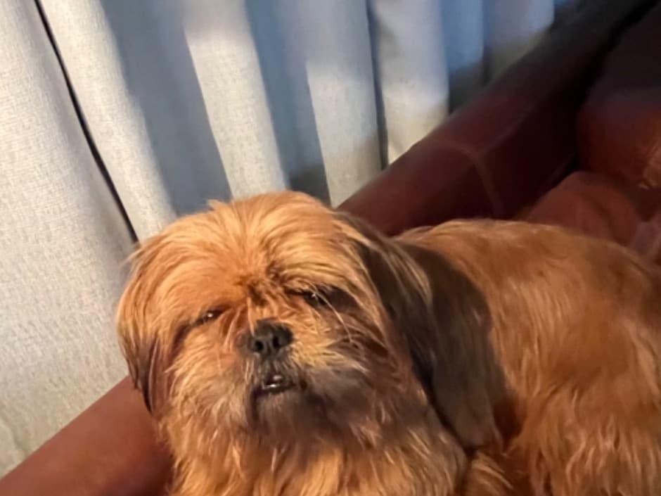 Shih Tzu 2 years old male small named Louis for breeding in The Woodlands, Texas | Petmeetly