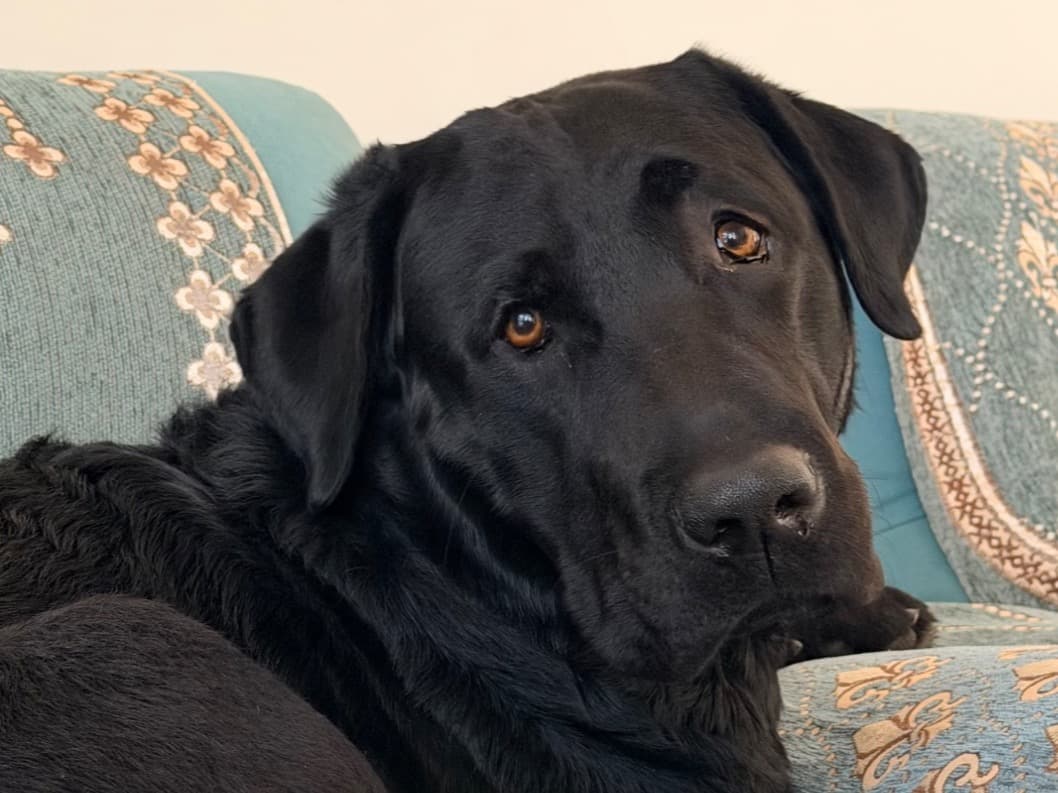 English Labrador Retriever 2 years old male large named simba for breeding in Bengaluru, Karnataka | Petmeetly