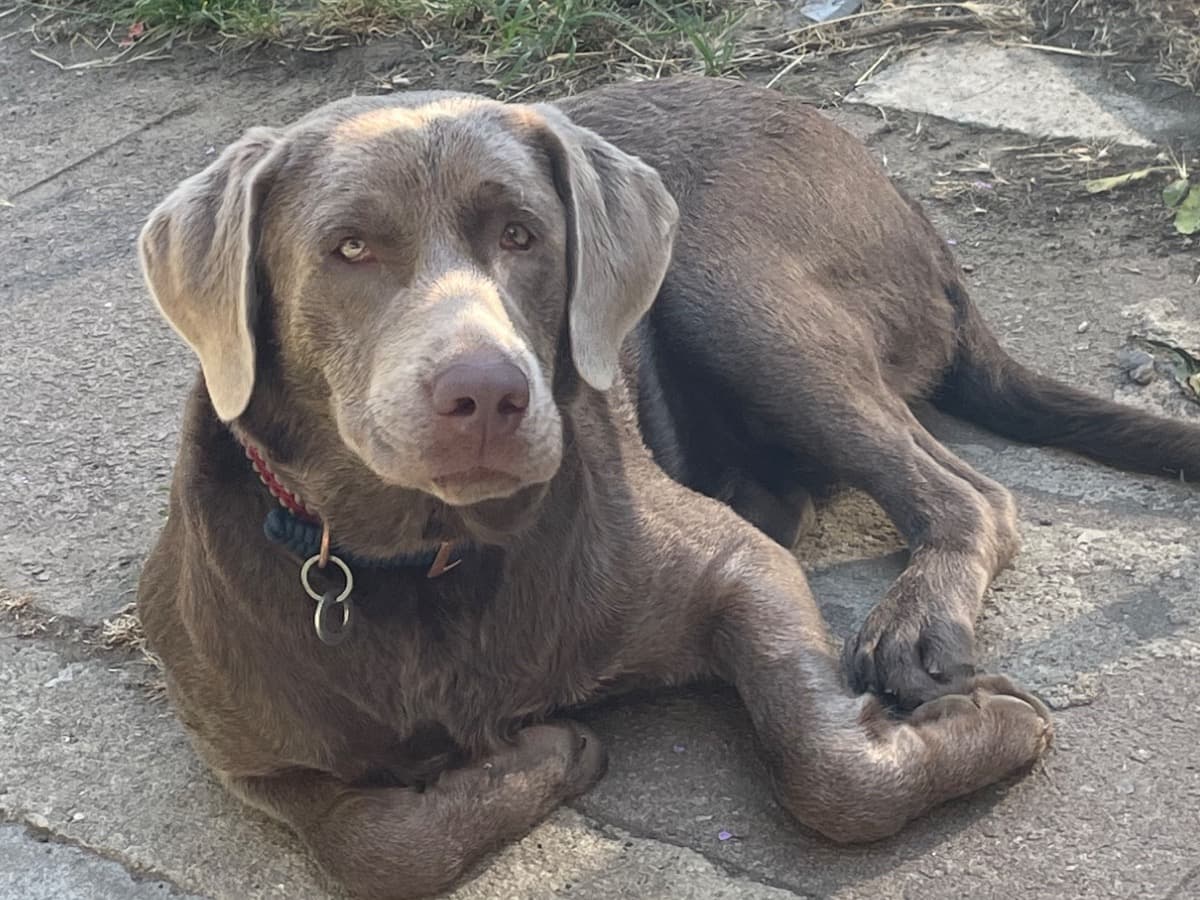 Silver Labrador 1 year 2 months old male large named Arti for breeding in Yeovil, England | Petmeetly