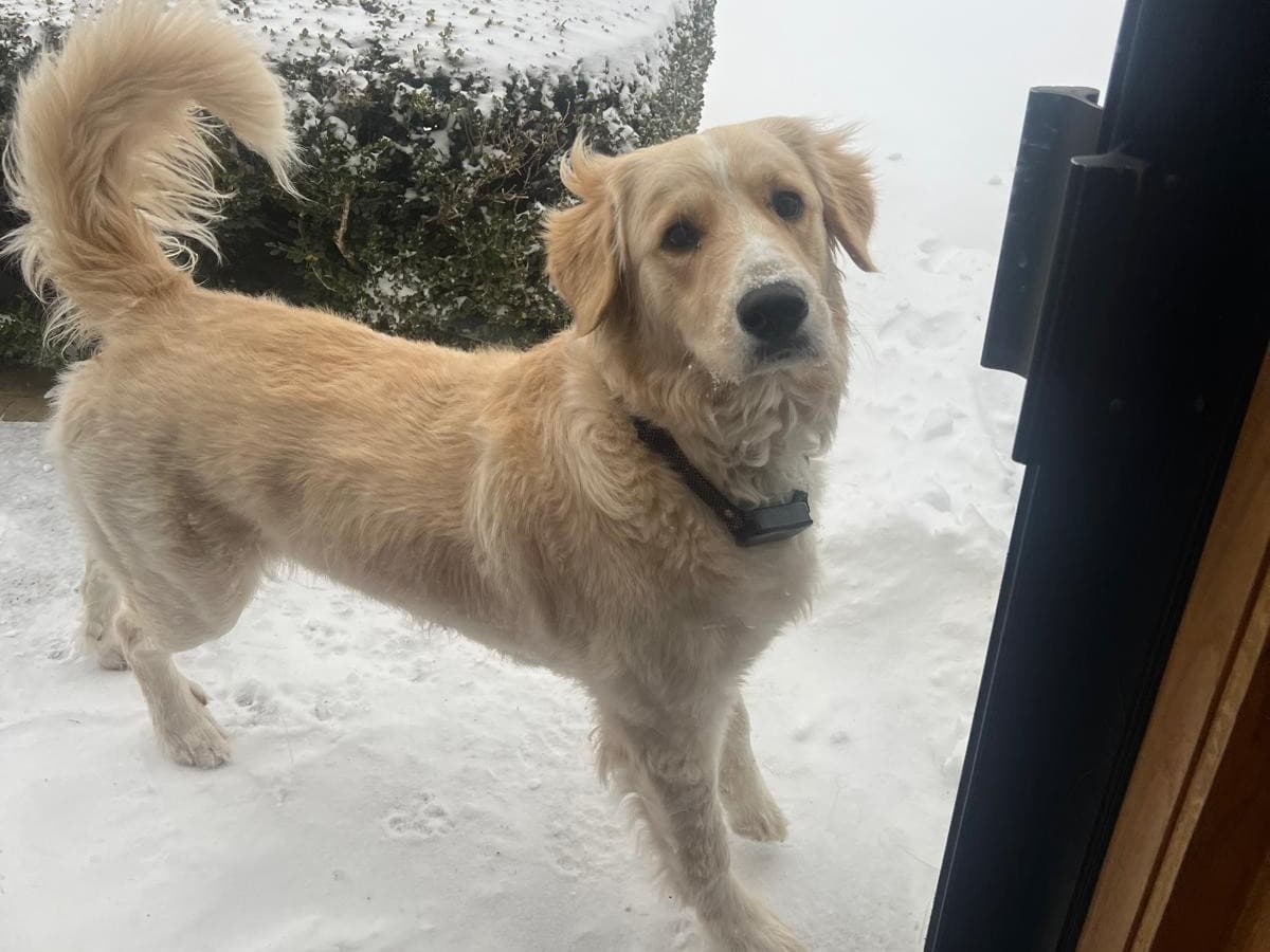 Great Pyrenees 1 year old male large named Toffee for breeding in Oklahoma City, Oklahoma | Petmeetly