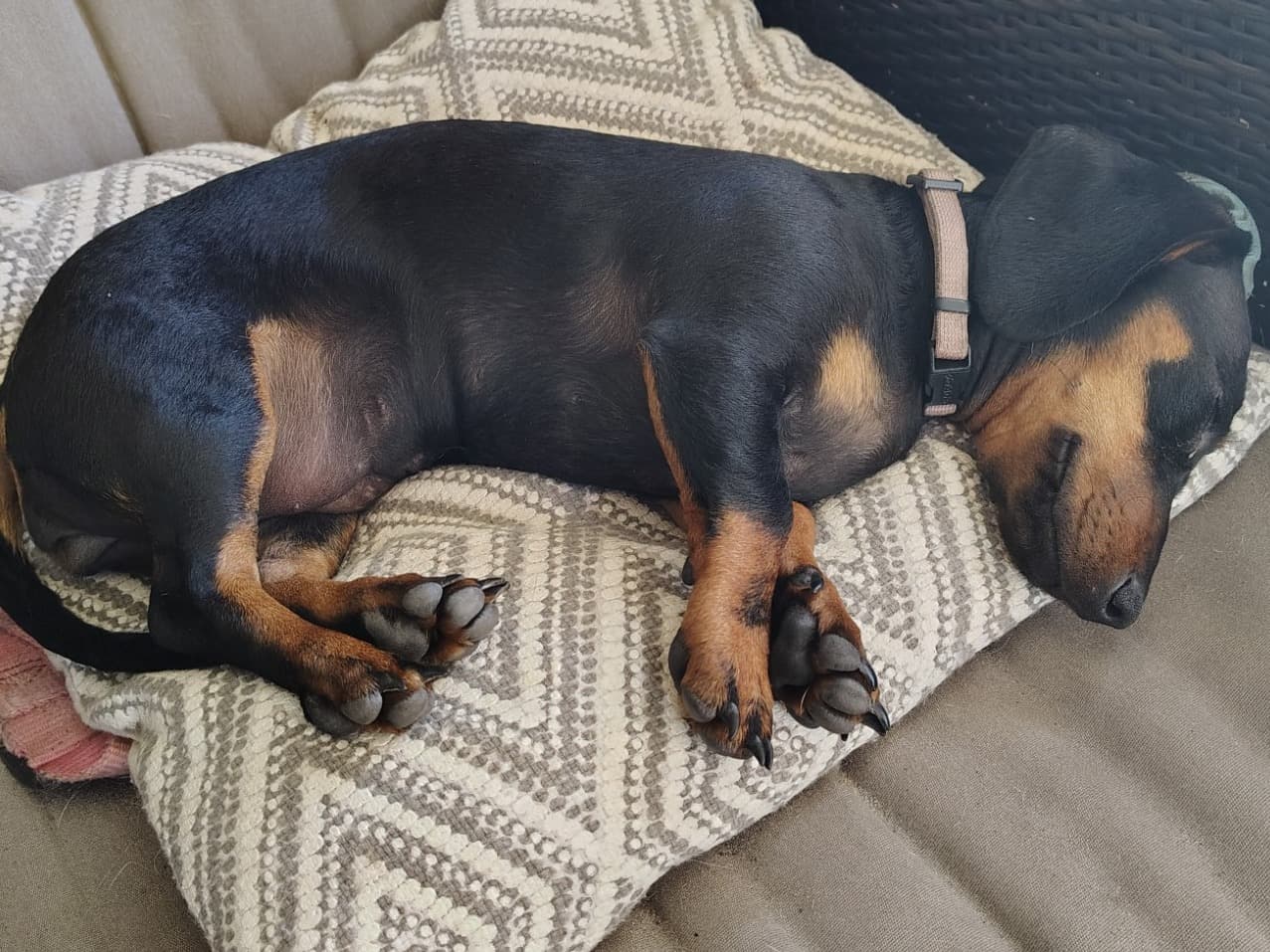 Miniature Dachshund 1 year old female small named Haylee for breeding in Lake City, Florida | Petmeetly
