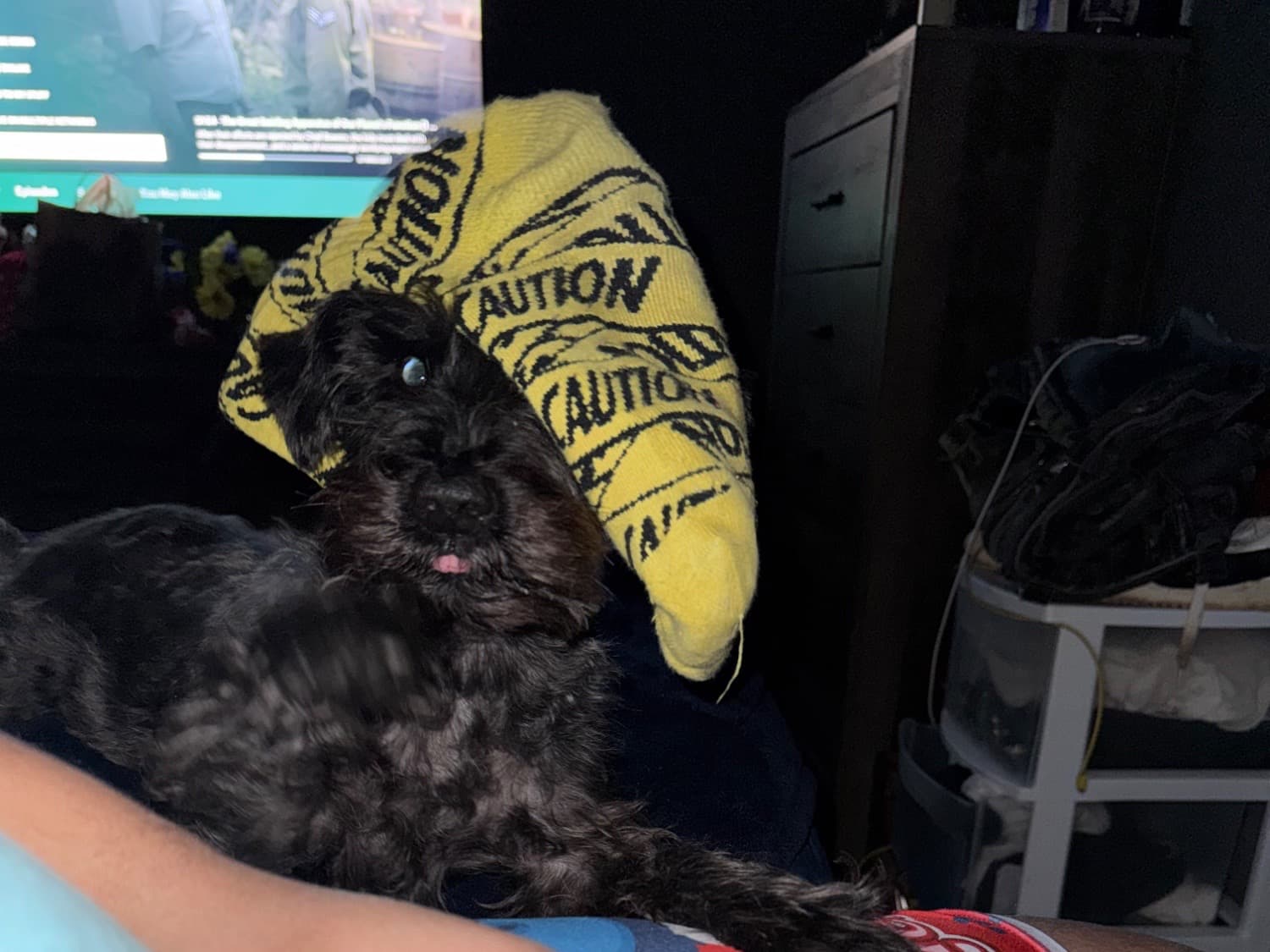 Miniature Schnauzer 3 years old female medium named kova for breeding in Lawrenceville, Georgia | Petmeetly