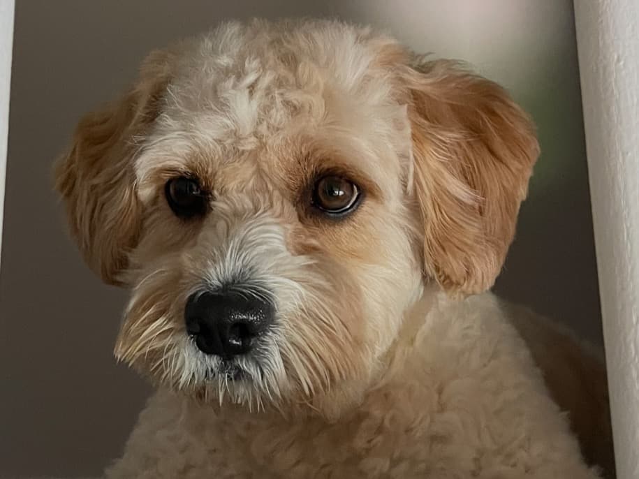Cavachon 6 years old male medium named Milo for breeding in Westminster, Maryland | Petmeetly