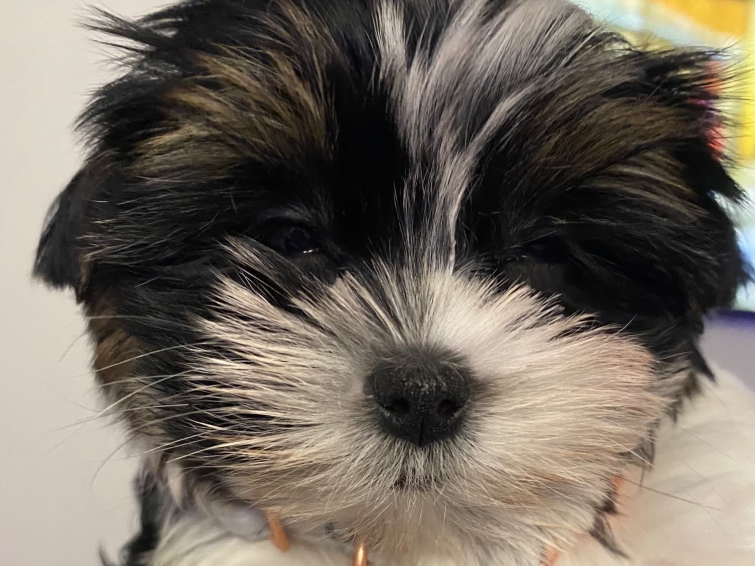 Biewer Terrier 3 years 7 months old female small named Miley for breeding in Delray Beach, Florida | Petmeetly