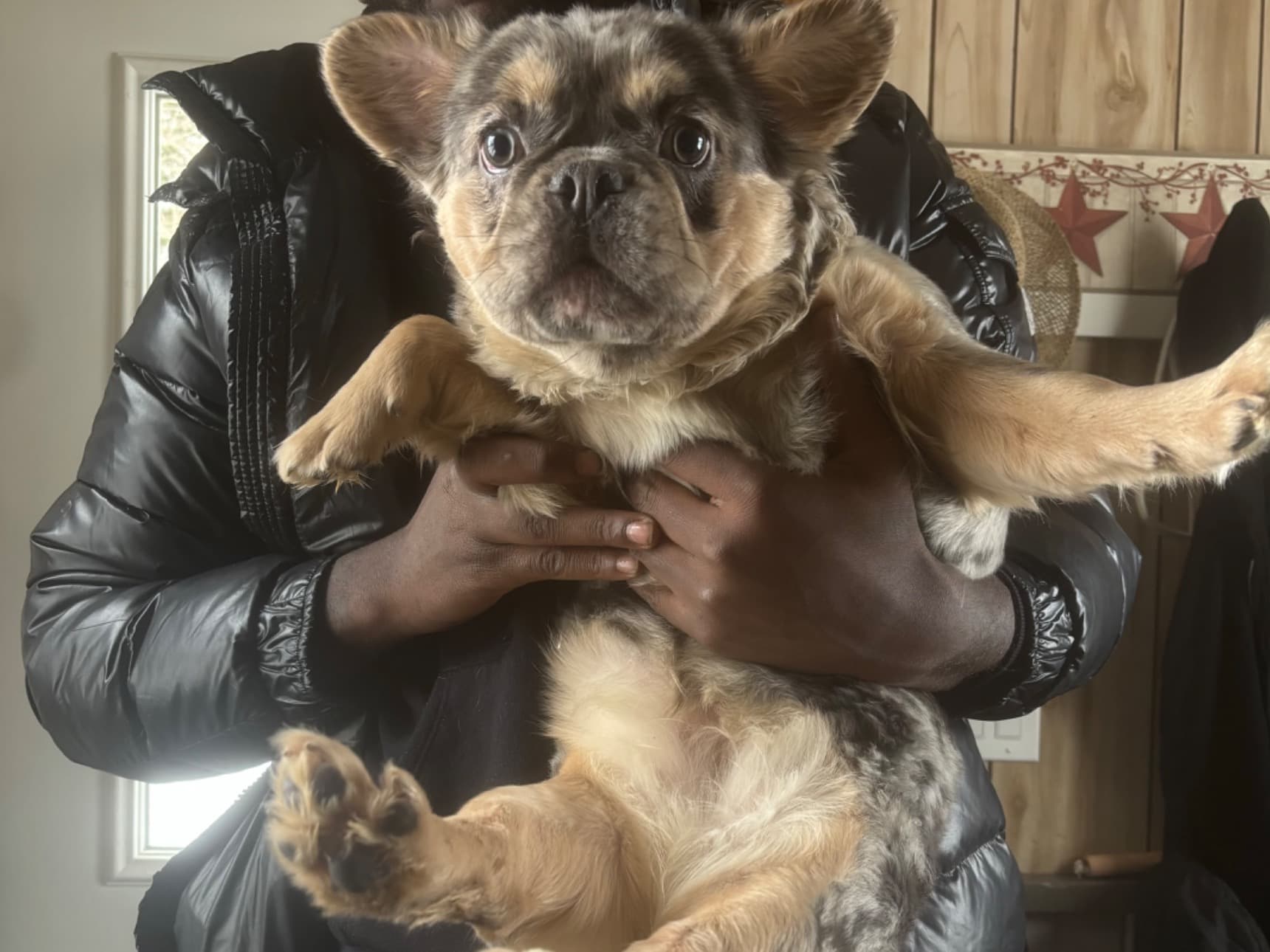 French Bulldog 1 year old female medium named princess for breeding in New York, New York | Petmeetly