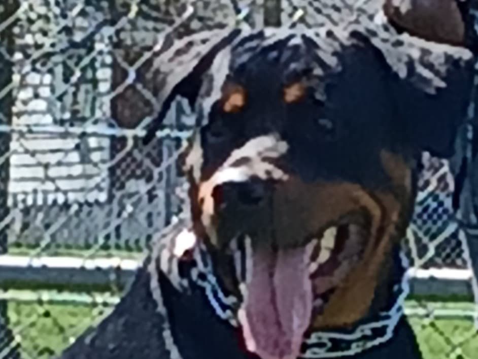 German Rottweiler 4 years old female large named Gigi for breeding in Baltimore, Maryland | Petmeetly