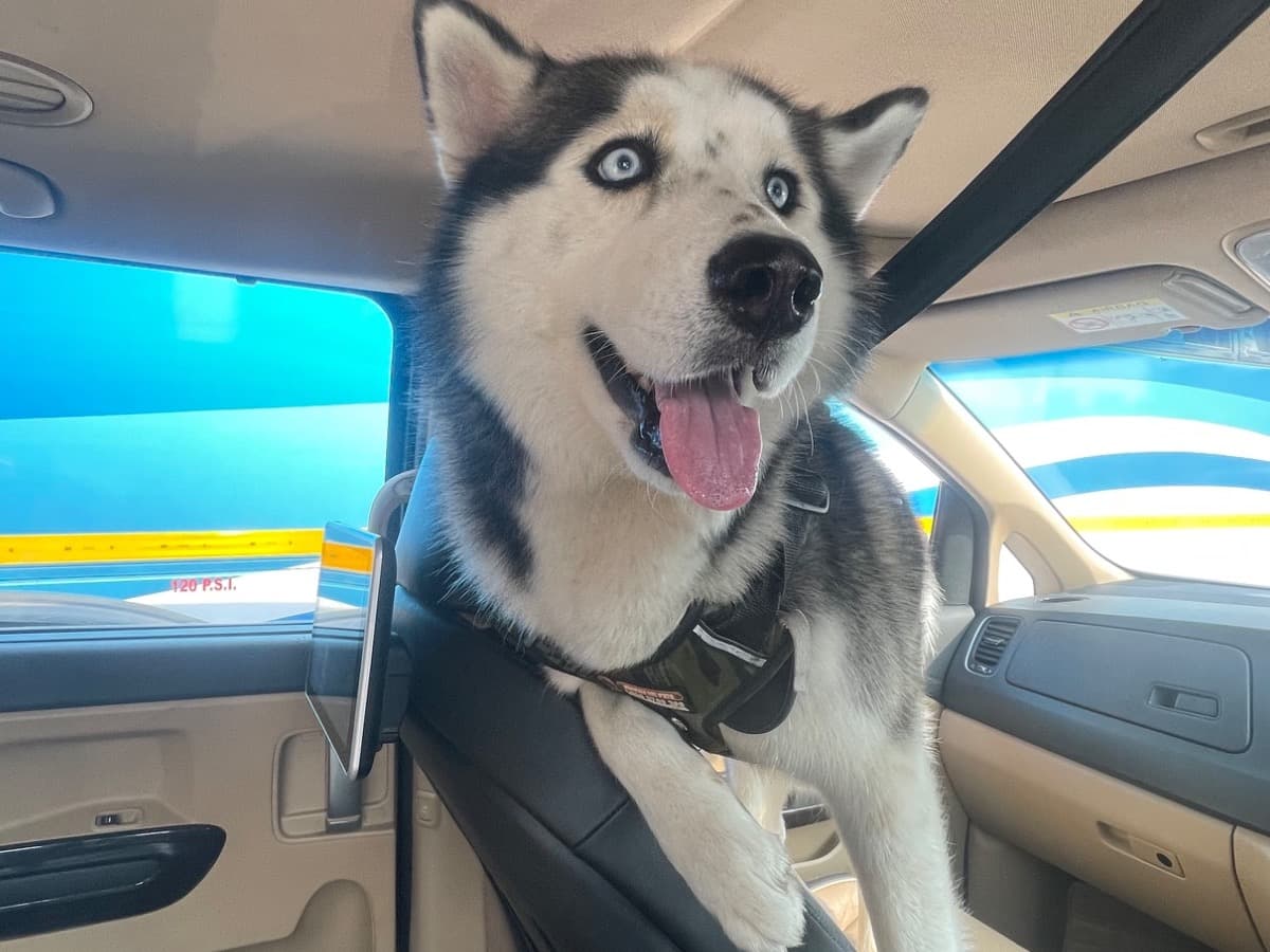 Siberian Husky 3 years 2 months old male medium named leo for breeding in Ahmedabad, Gujarat | Petmeetly