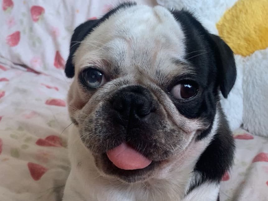 Pug 3 years old male medium named Bob for breeding in Bradley Stoke, England | Petmeetly