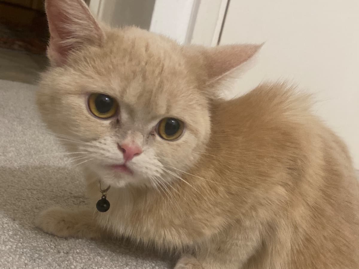 Scottish Fold 1 year 1 month old female named merry for breeding in Worthing, England | Petmeetly