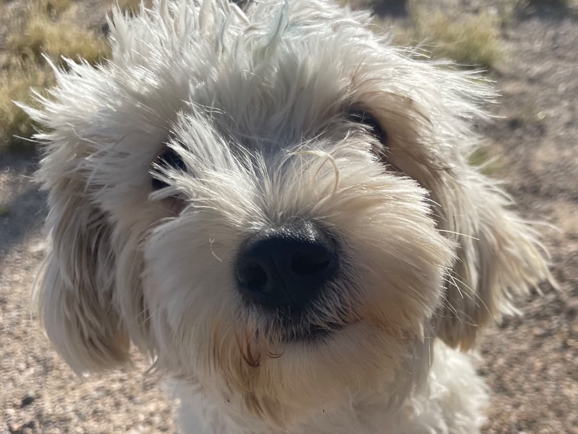 Toy Poodle 2 years 6 months old female small named mindy for breeding in Las Vegas, Nevada | Petmeetly