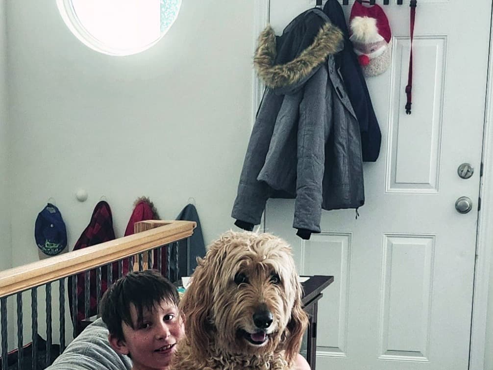 Standard Poodle 4 years old female large named Daisy for breeding in Clinton, Utah | Petmeetly