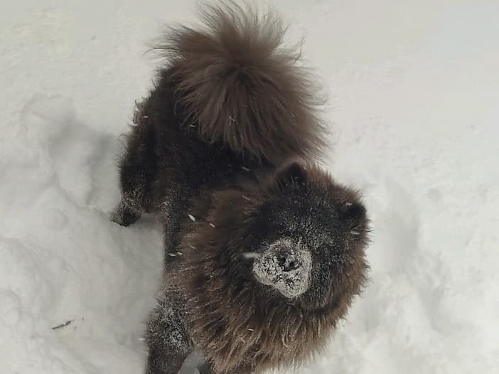 Chow Chow 2 years 5 months old male large named chungus for breeding in Keizer, Oregon | Petmeetly