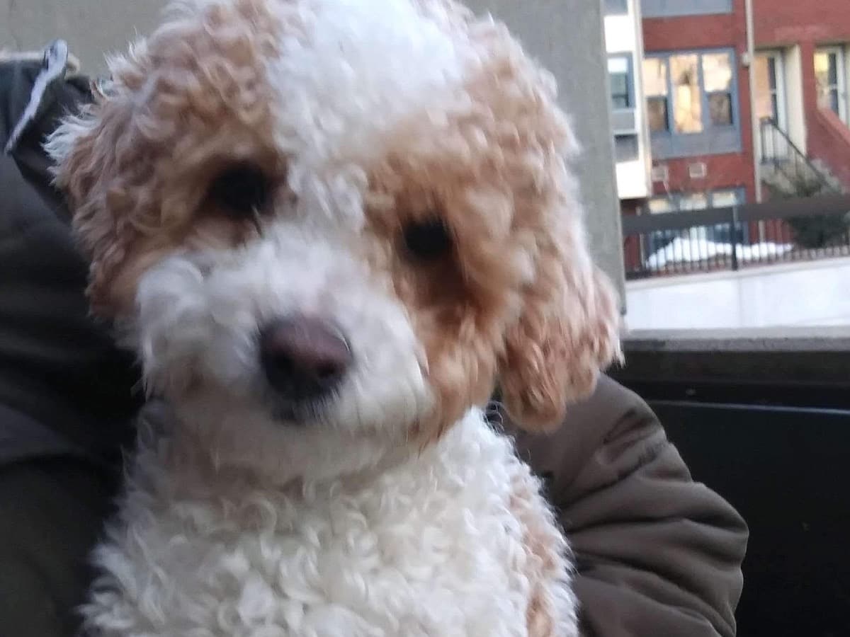 Miniature Poodle 7 years old male medium named Davi for breeding in Boston, Massachusetts | Petmeetly
