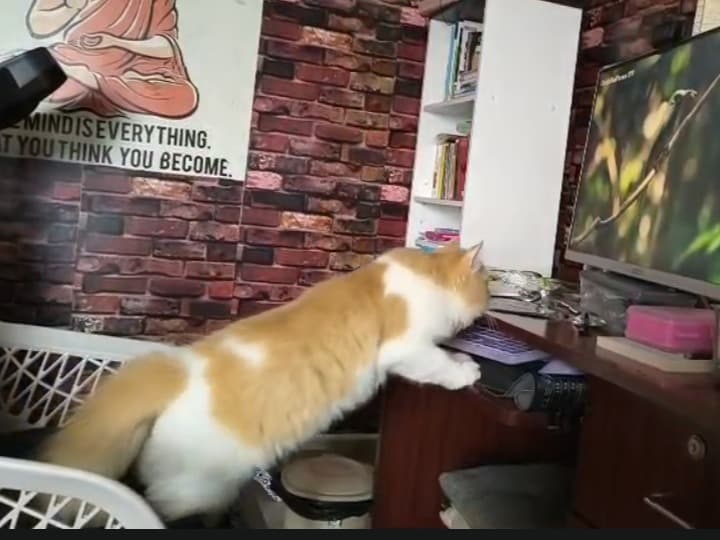 Persian 8 years old male named Ammu for breeding in Udayampalayam, Tamil Nadu | Petmeetly