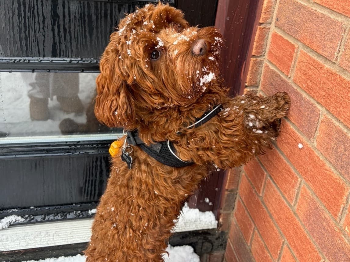 Toy Poodle 1 year old male small named Murphy for breeding in North Shields, England | Petmeetly