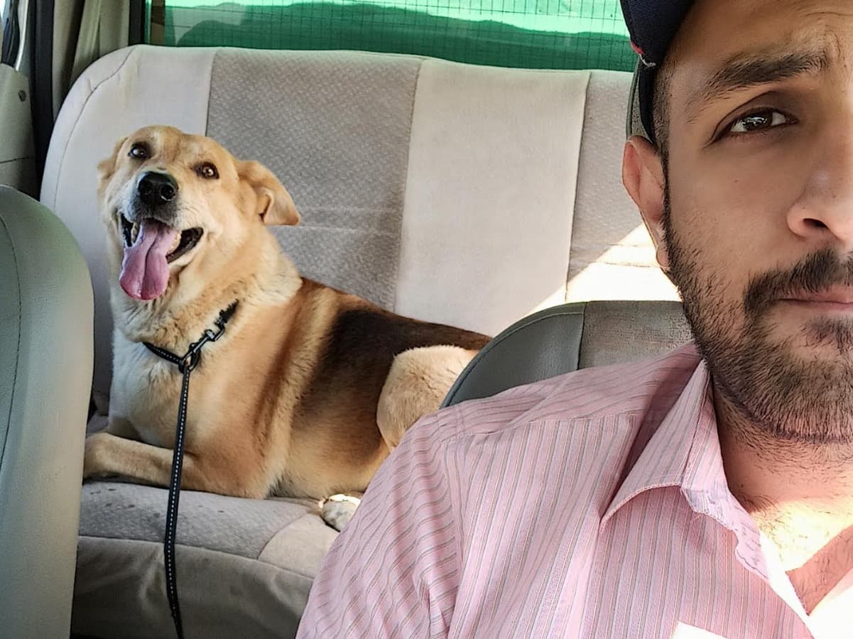 Labrador Retriever 11 years 3 months old male medium named Dooby for breeding in Bengaluru, Karnataka | Petmeetly