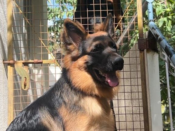 Czech German shepherd 2 years 4 months old male large named Bheema for breeding in Bengaluru, Karnataka | Petmeetly
