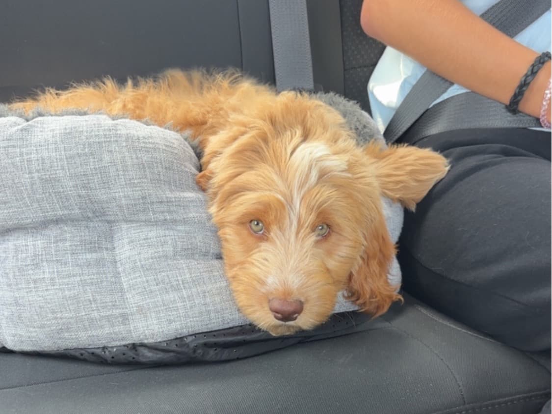 Mini Golden Doodle 1 year old male medium named Murphy for breeding in Dorr Township, Michigan | Petmeetly