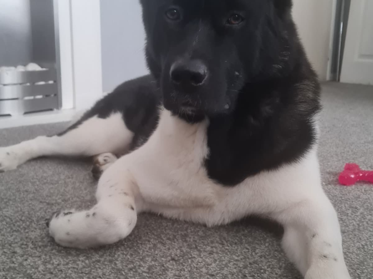 American Akita 4 years 4 months old male large named zuess for breeding in Leeds, England | Petmeetly