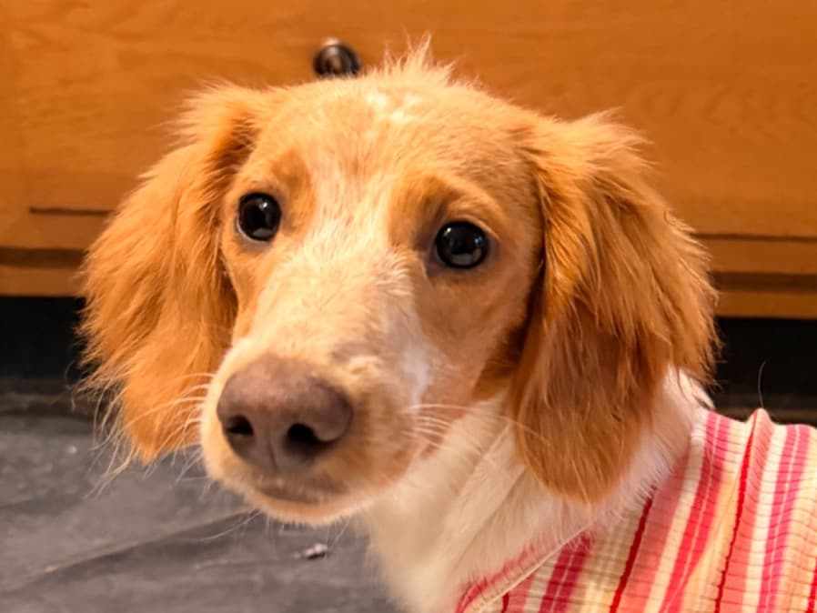 Miniature Dachshund 1 year old female small named Fig for breeding in Philadelphia, Pennsylvania | Petmeetly