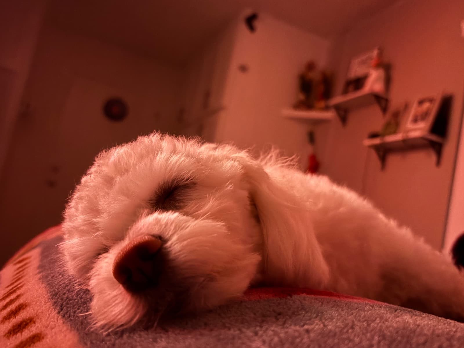 Maltese 1 year 6 months old male small named Benji for breeding in Santa Ana, California | Petmeetly