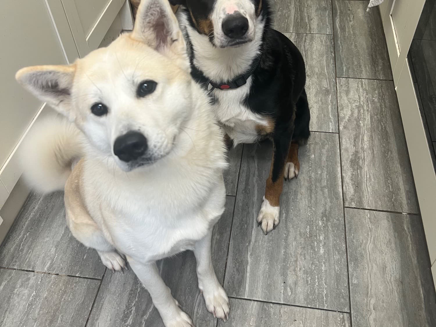 Japanese Akita 1 year 7 months old female large named luna for breeding in Luton, England | Petmeetly