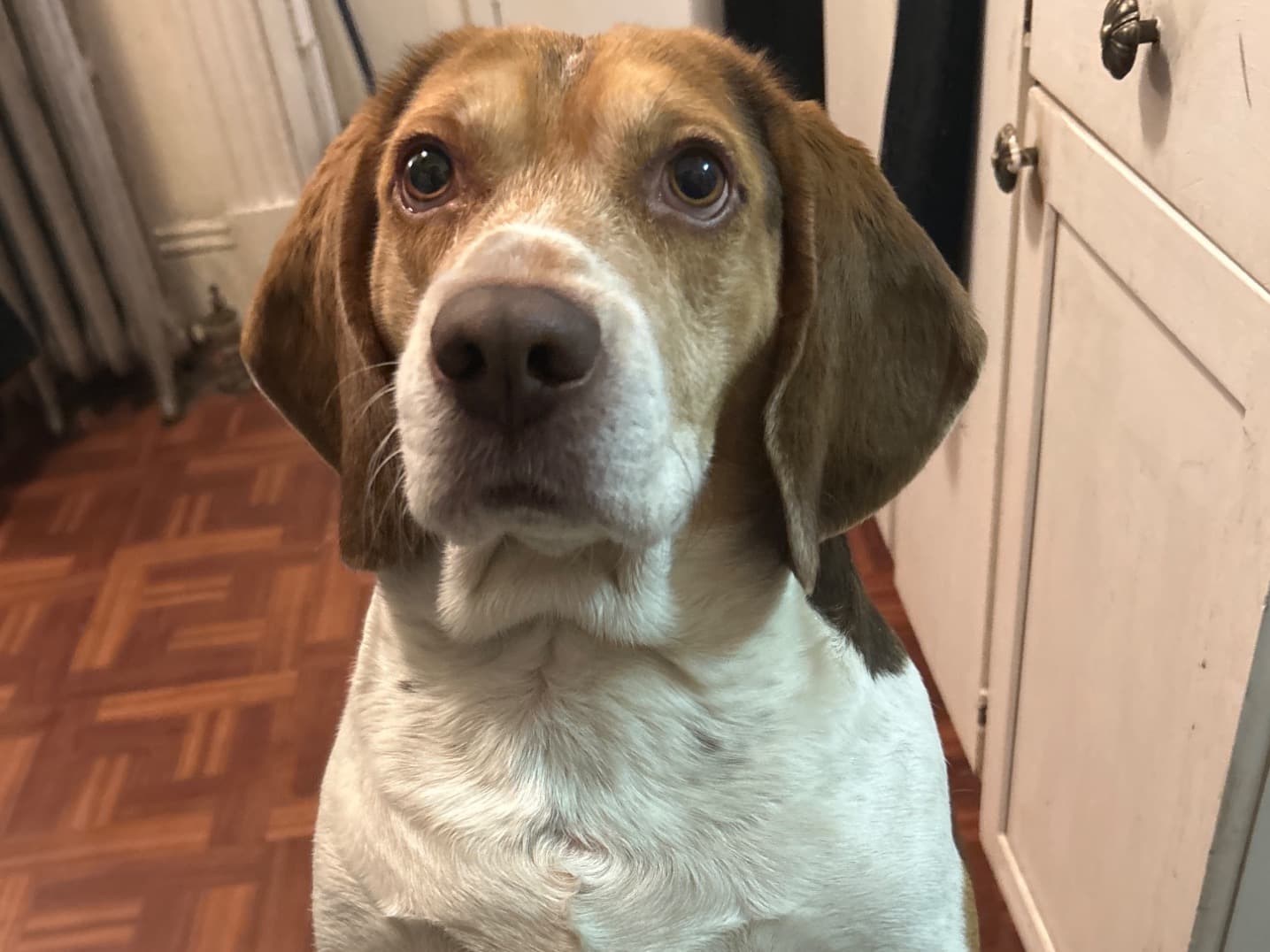 Beagle 3 years 5 months old male medium named whistle for breeding in Brockton, Massachusetts | Petmeetly