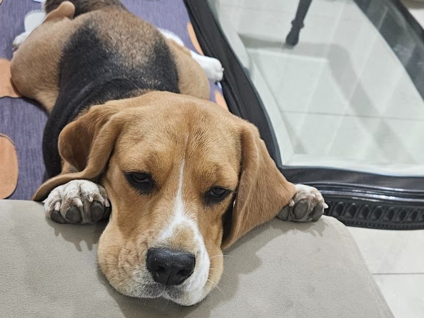 Beagle 1 year 7 months old female medium named Daisy for breeding in Sohna Rural, Haryana | Petmeetly