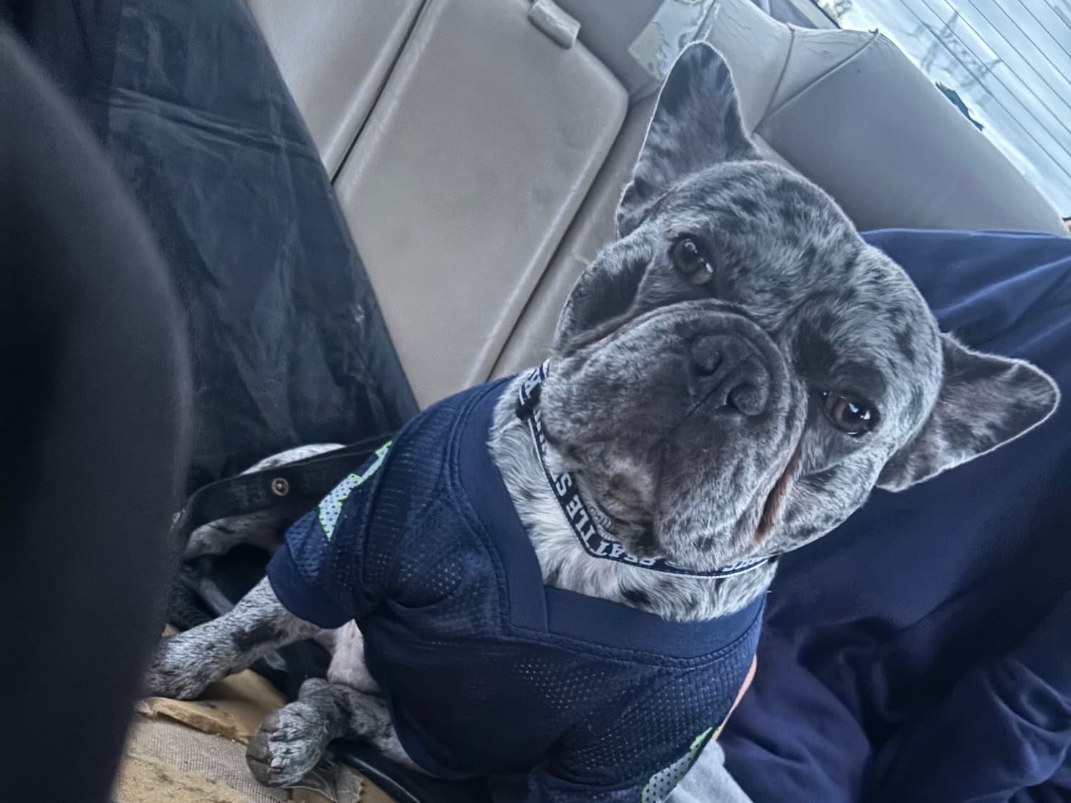 French Bulldog 1 year old male medium named chucho for breeding in Woodburn, Oregon | Petmeetly