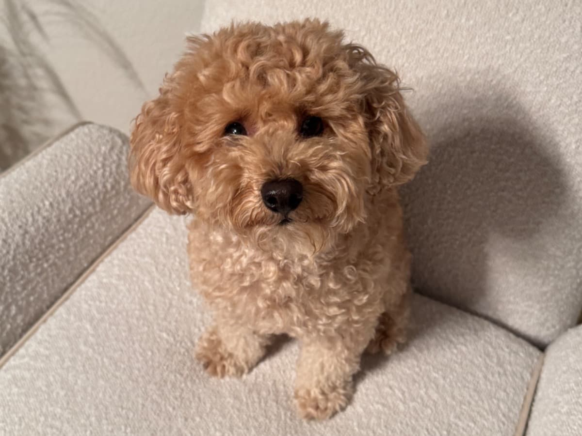 Miniature Poodle 4 years old male small named Loki for breeding in Prosper, Texas | Petmeetly