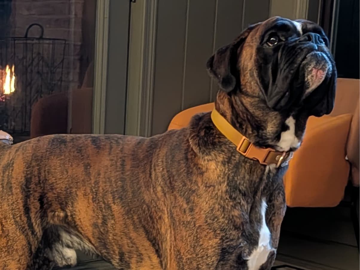 Boxer 2 years 3 months old male large named River for breeding in Wellington, Ohio | Petmeetly
