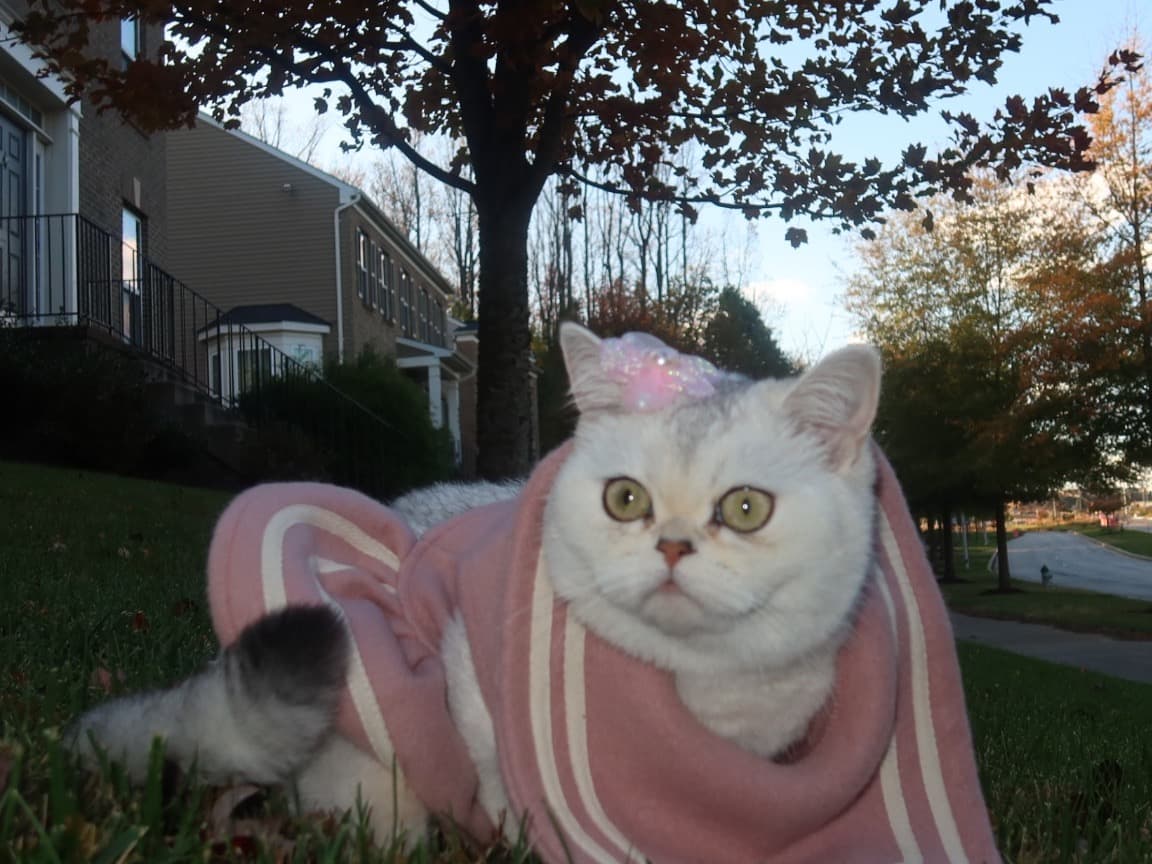 Scottish Fold 1 year old female named Milk for breeding in Upper Marlboro, Maryland | Petmeetly