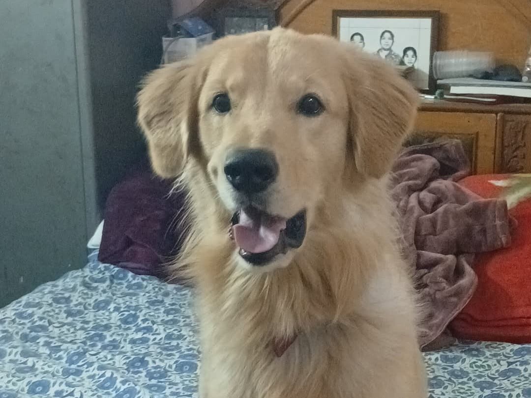 Golden Retriever 2 years old male medium named leo for breeding in Secunderabad, Telangana | Petmeetly
