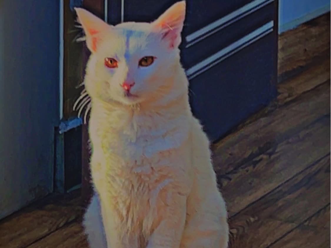 Persian 1 year 11 months old male named Ramanna for breeding in Bengaluru, Karnataka | Petmeetly