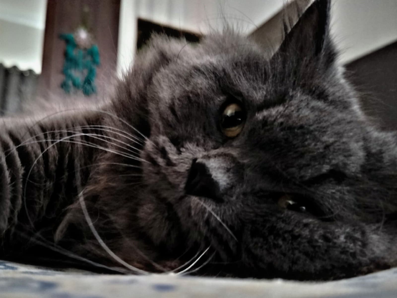 Persian 2 years 5 months old male named Tony for breeding in Bengaluru, Karnataka | Petmeetly