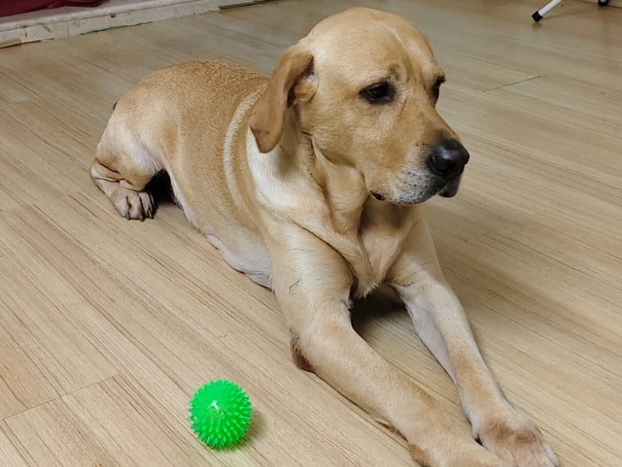 White Labrador Retriever 5 years old male large named TYSON for breeding in Chennai, Tamil Nadu | Petmeetly