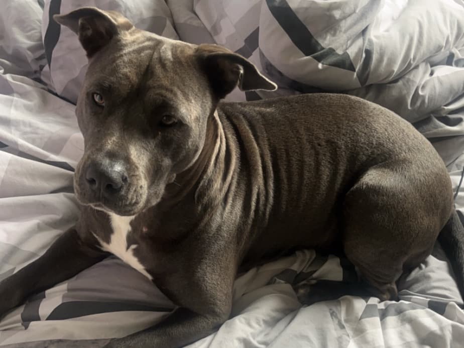 American Staffordshire Terrier 4 years old female large named Amy for breeding in Edinburgh, Scotland | Petmeetly