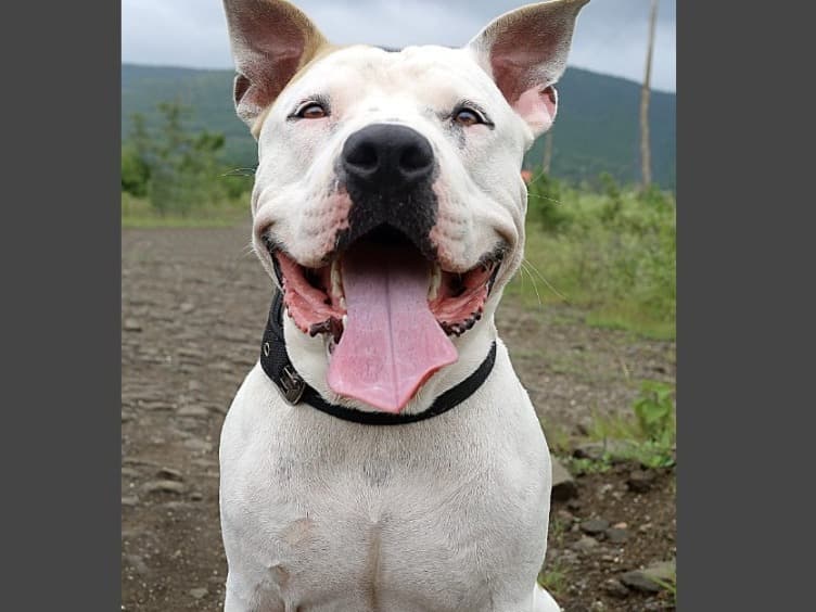American Staffordshire Terrier 7 years old male large named Milo for breeding in Pune, Maharashtra | Petmeetly