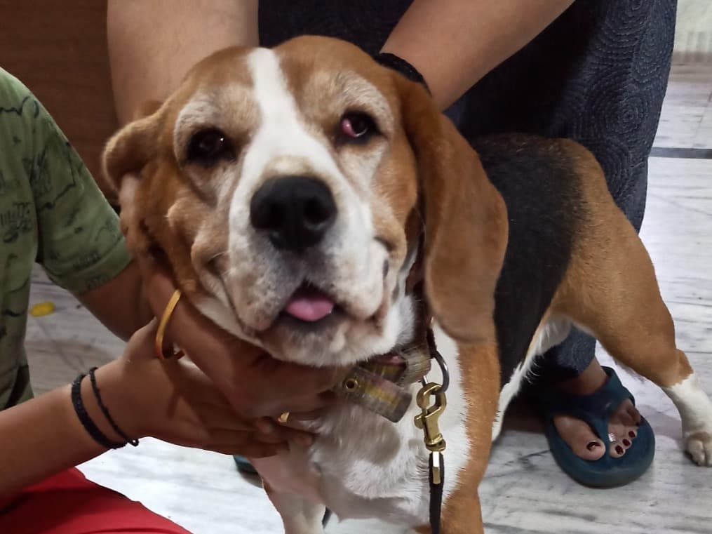 Beagle 4 years old male medium named Rocky for breeding in Asansol, West Bengal | Petmeetly