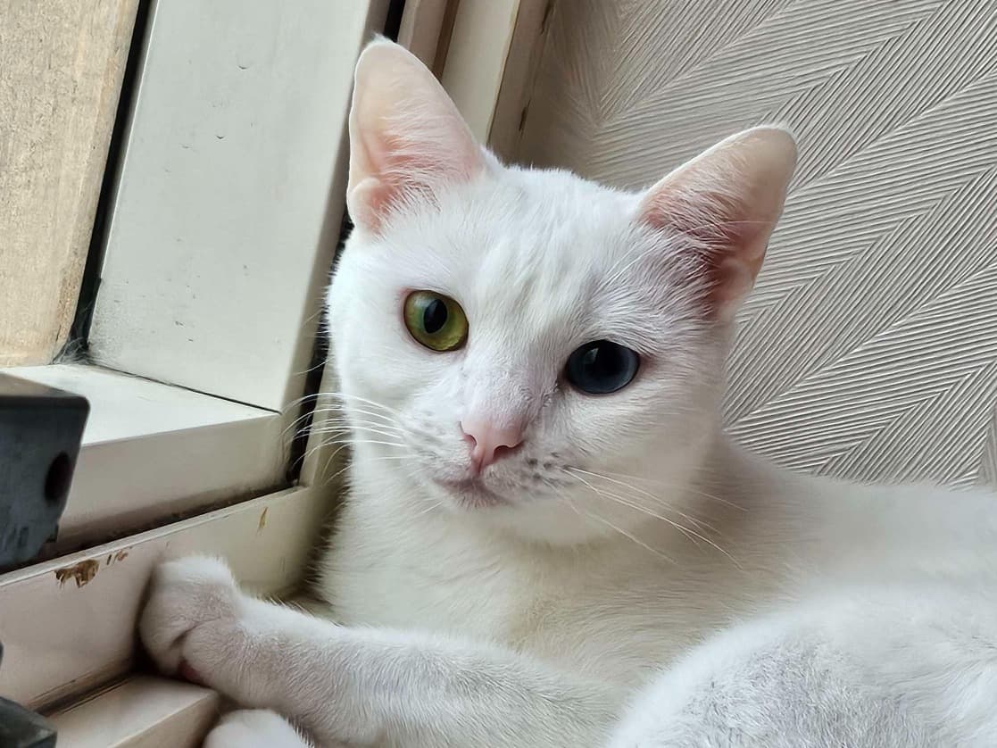 Turkish Angora 5 years old female named Sheero for breeding in Sharjah, Sharjah | Petmeetly
