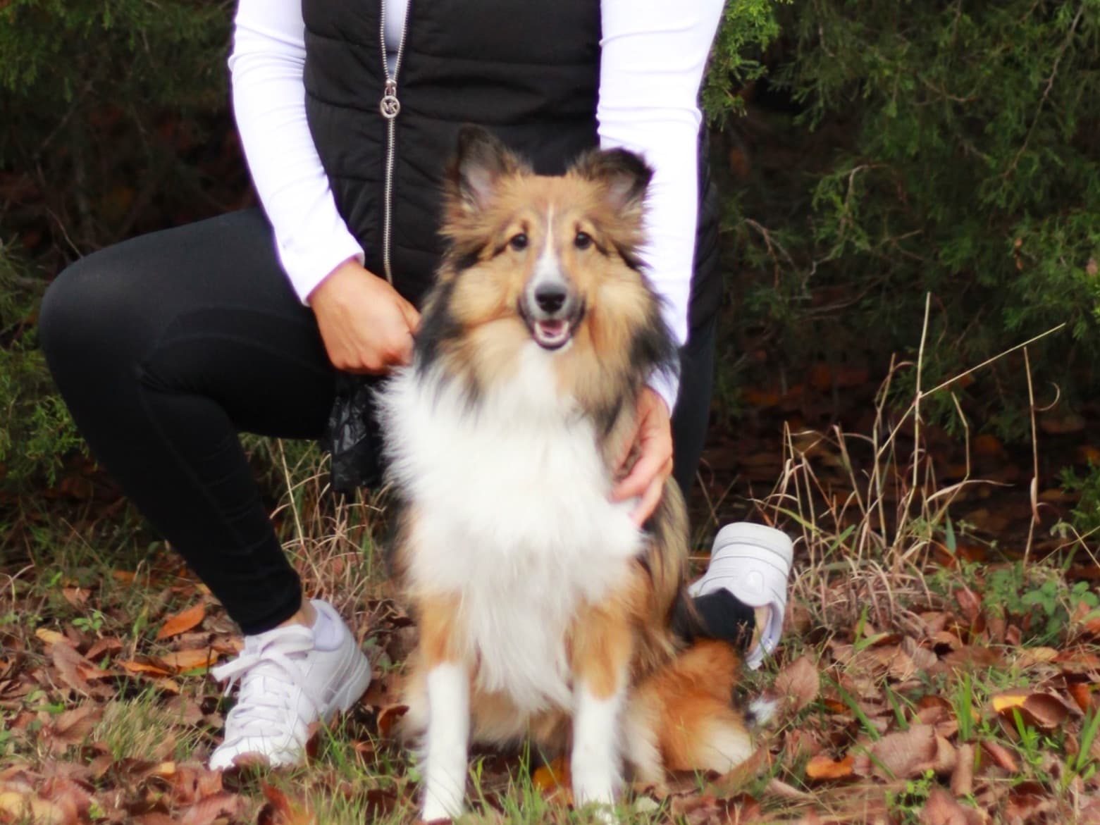 Shetland Sheepdog 4 years old female medium named Jupiter for breeding in Salt Lake City, Utah | Petmeetly