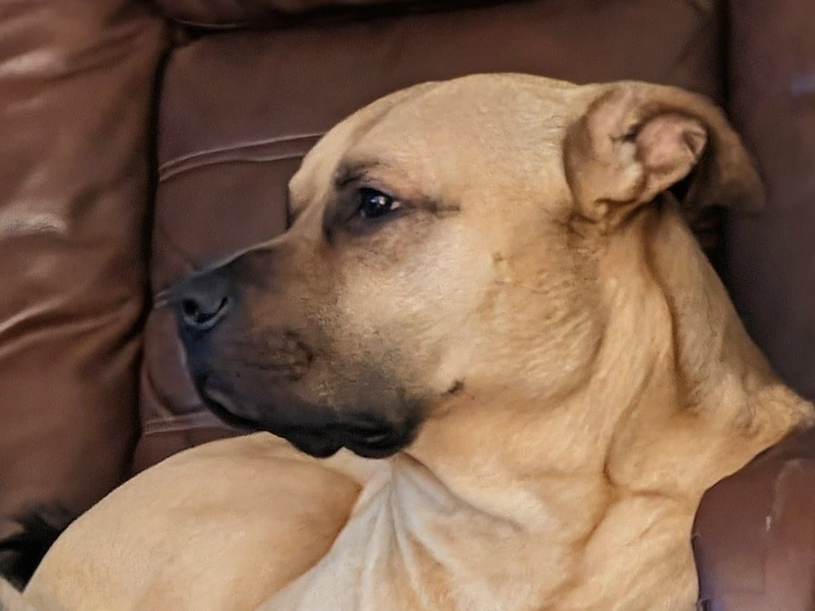 American PitBull Terrier 3 years 9 months old male medium named Biggy Smalls for breeding in Wichita, Kansas | Petmeetly