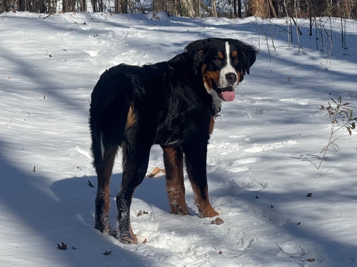 Bernese Mountain Dog 1 year old male large named Hawk for breeding in Fuquay-Varina, North Carolina | Petmeetly